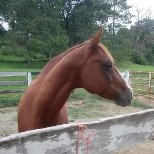 Meet your Posher, Linda